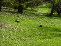 2010-04-01 17-19-33 Parc de la Courneuve CGn